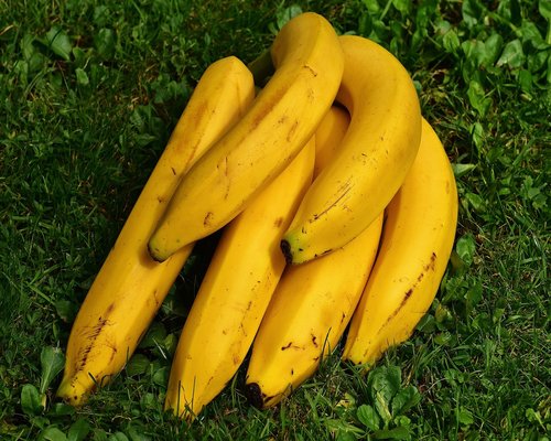 A bunch of yellow ripe bananas hanging at a local market